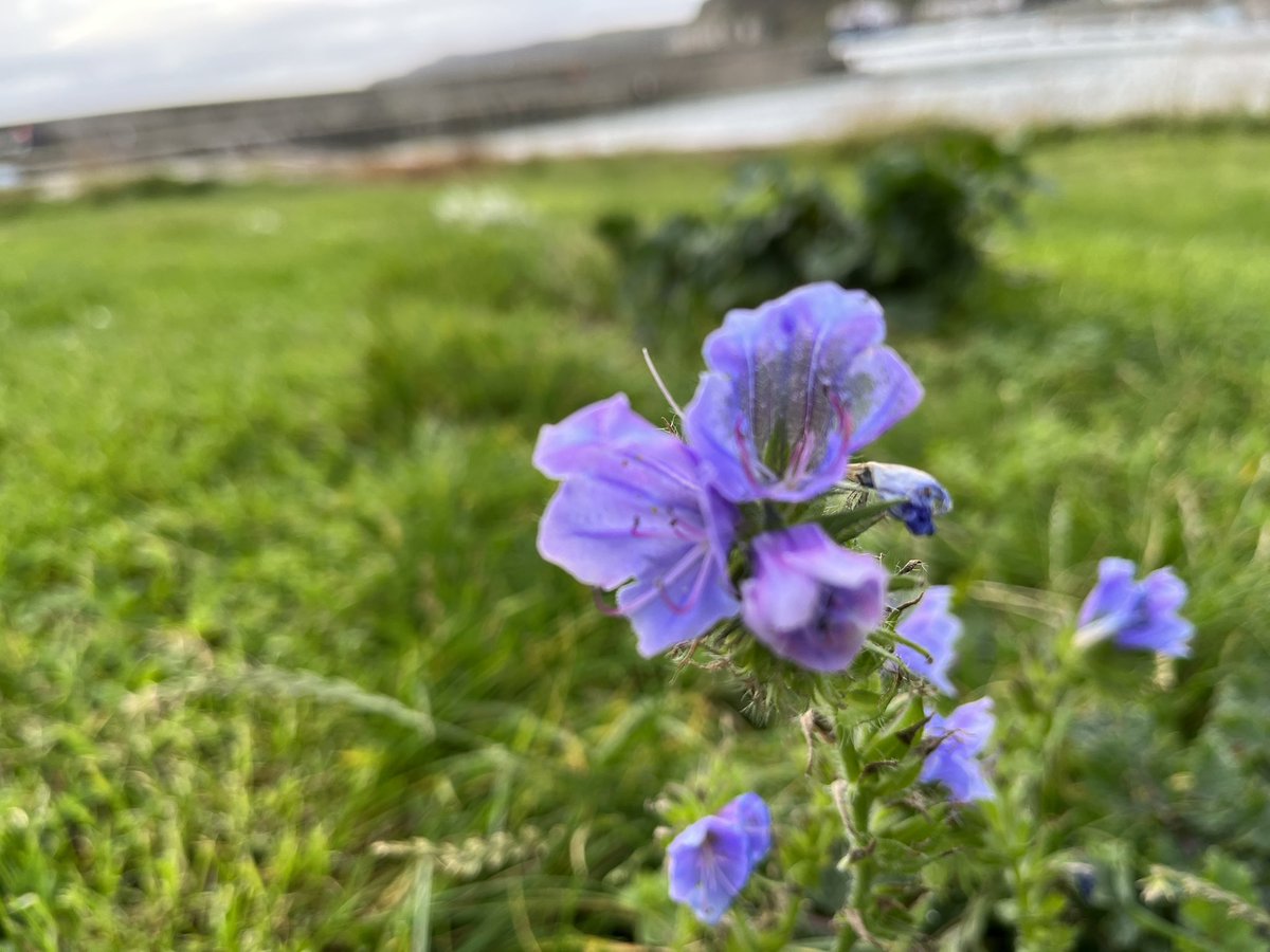 rathlinrainbow's tweet photo. 💜 PURPLE / / viper’s bugloss, echium vulgare #rathlinrainbow #50shadesofrathlin #rathlinisland #nofilterneeded #purple #pollinatorfriendly https://t.co/LEtVfNyyGa