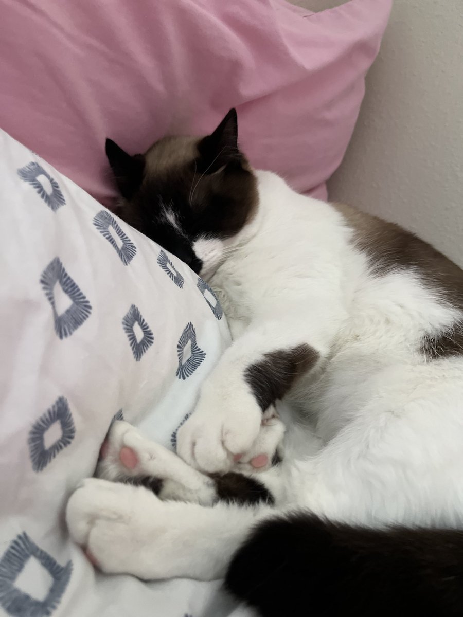 SnowBreezzze's tweet photo. #MostAdorableKittyEver https://t.co/xTcgFe7UpQ