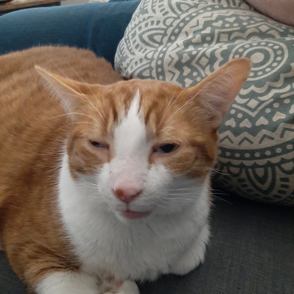 roboticism's tweet photo. @DontShowYourCat https://t.co/QuJcDM0rzc