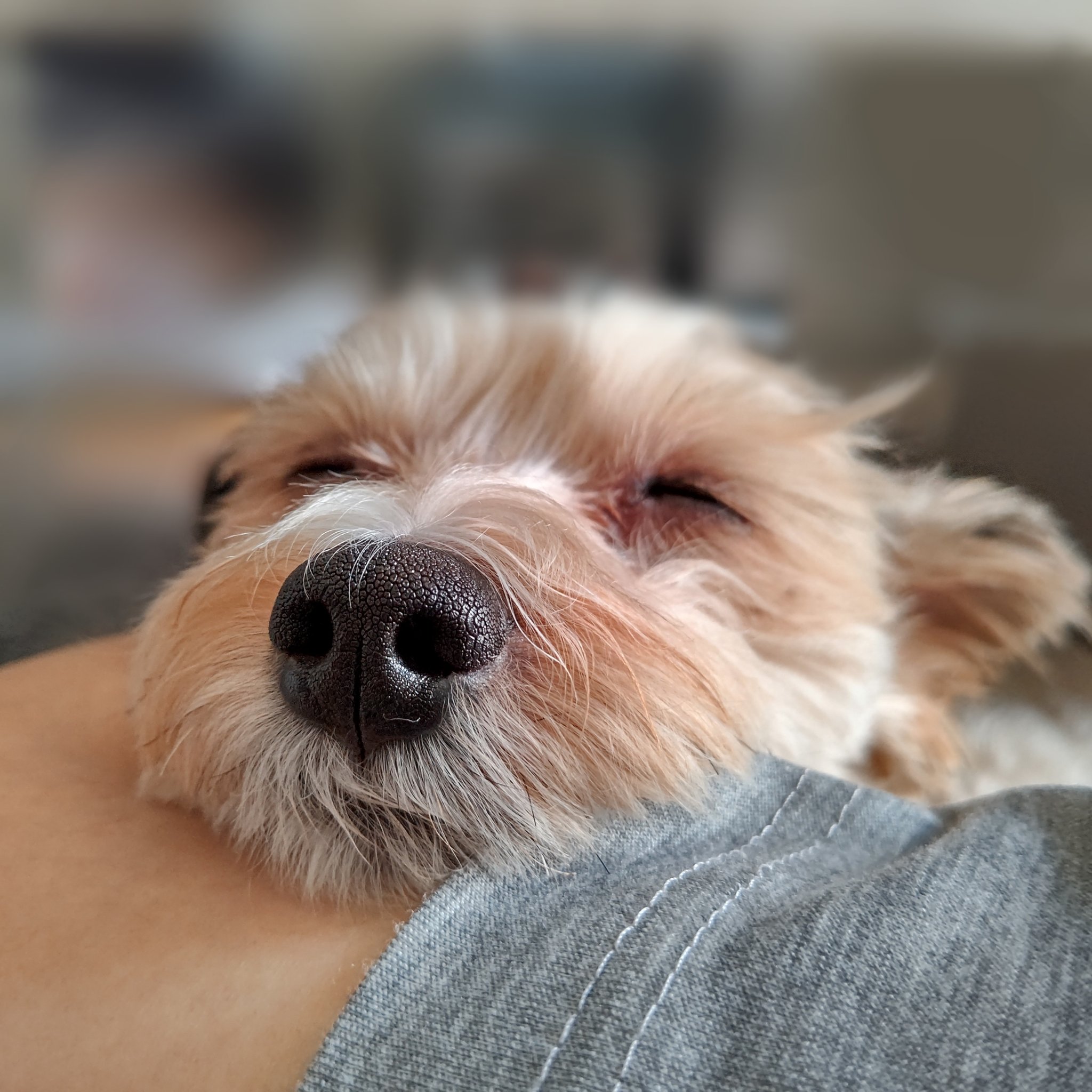 ちわぷーmix犬 Twitter Search Twitter