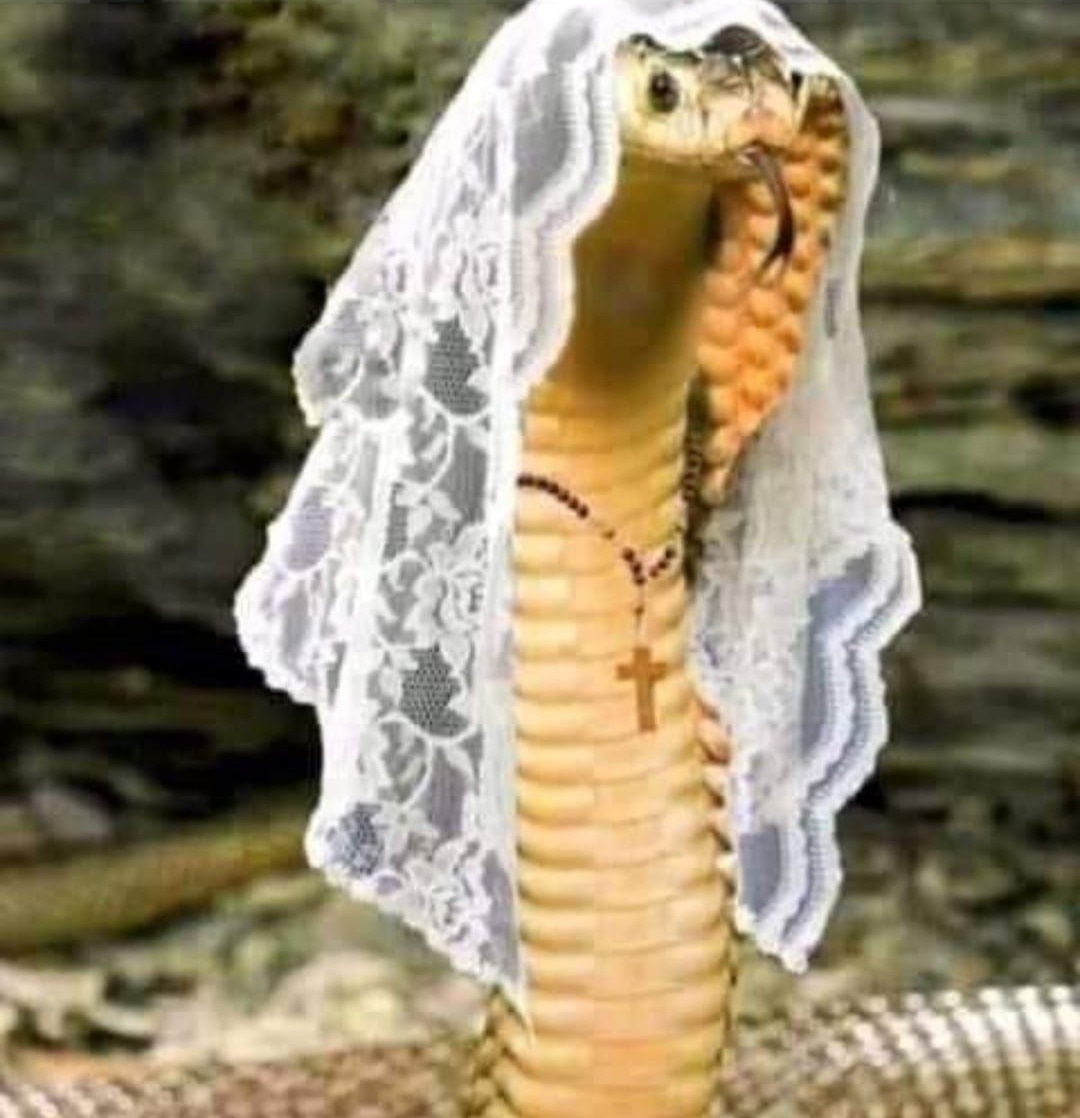 Coti paseando por la casa con su rosario 📿 
#GH22