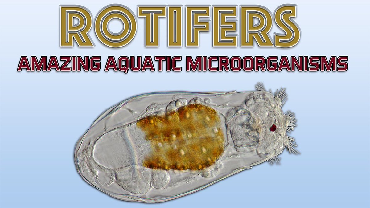 peterviragphoto's tweet photo. Check out my latest #educational #macro video on #rotifers⤵️🔬 They are so amazing!😲
https://t.co/A5GQGAn1OR
#extrememacro #microscopic #microorganism #education #nature #TwitterNatureCommunity #peterviragphoto #rotifera #animalcule https://t.co/2SDMogMBzt