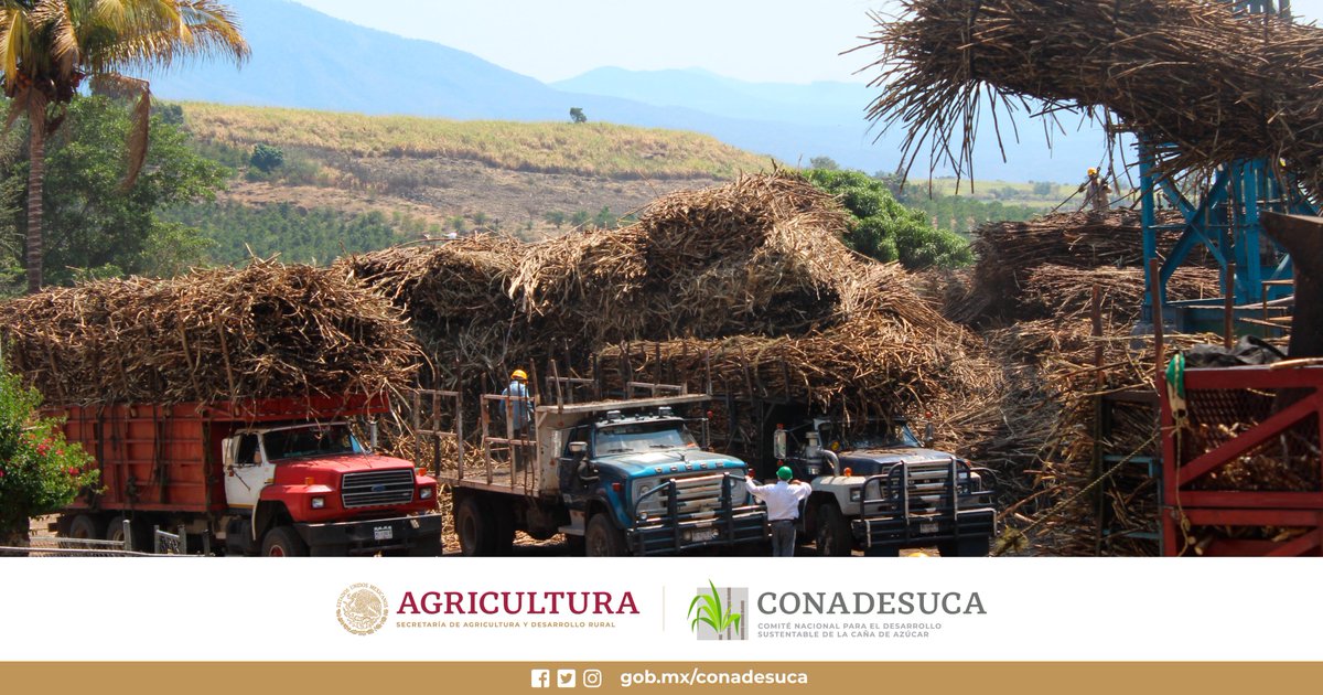 CONADESUCAmx's tweet photo. ☺👀⚠👩🏽‍🌾🏭👨🏽‍🌾
¡Ya se publicó el #AVISO por el que se da a conocer el precio de referencia del #azúcar base estándar para el pago de la #caña de azúcar de la #zafra 2022/2023!
Entra a: https://t.co/5MZV3OrTY1 https://t.co/luTjuYZtpO