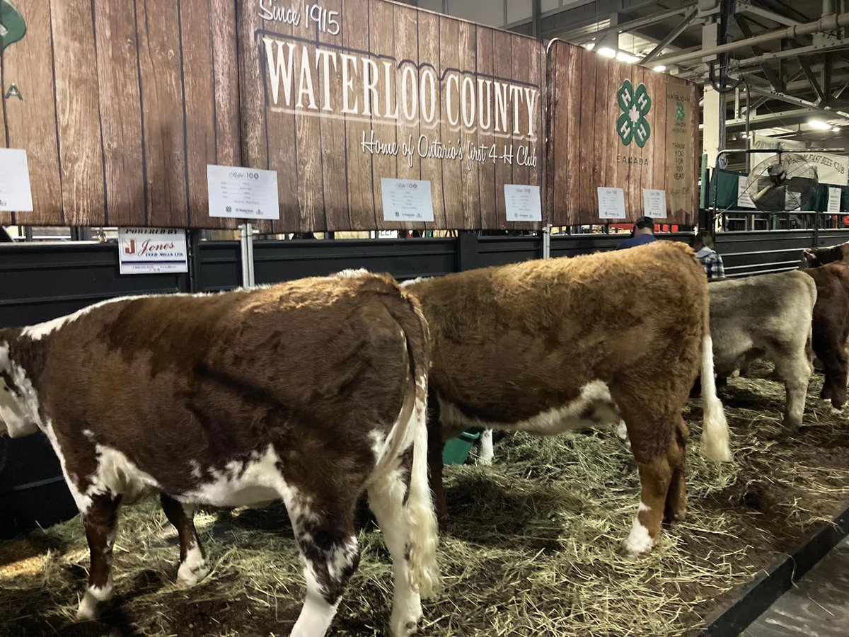 Waterloo4H's tweet photo. Waterloo 4-H Beef Club is ready for the Masterfeeds Jr Beef Heifer Show Friday and Saturday!
Come say hi if you're at the Royal this weekend. https://t.co/Yh069Sv6HV