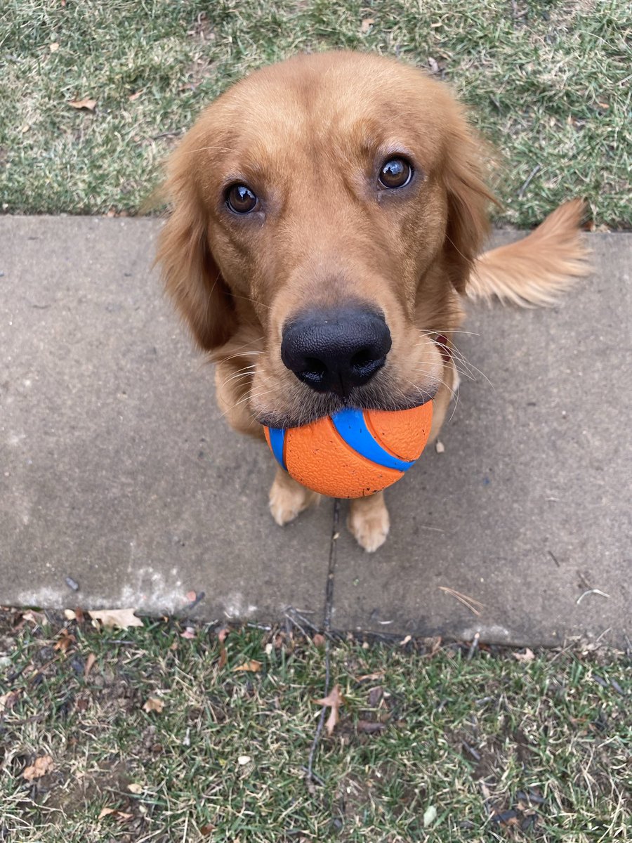 esch3434's tweet photo. @bunsenbernerbmd Ball retriever https://t.co/hbS6XgHWcb
