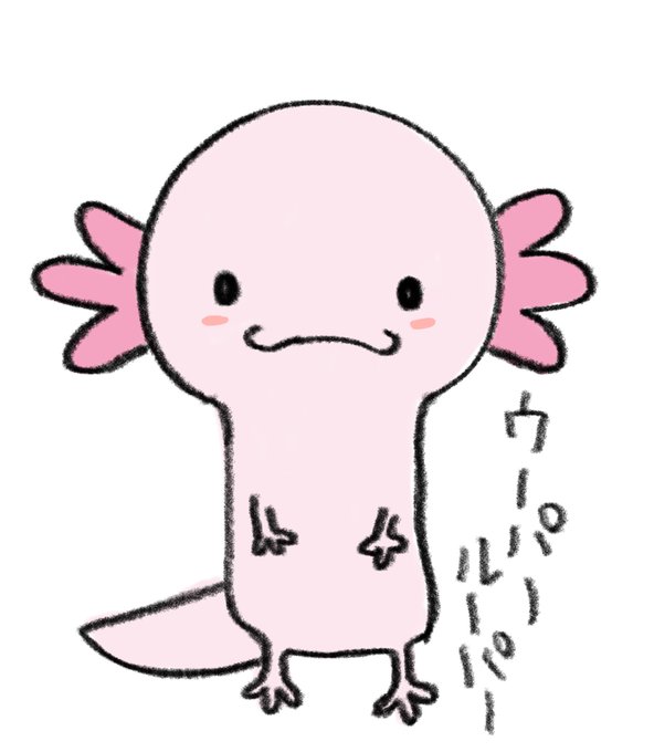 ウーパールーパーちゃんのtwitterイラスト検索結果
