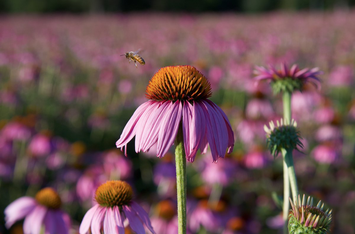 Herb Pharm tweet media