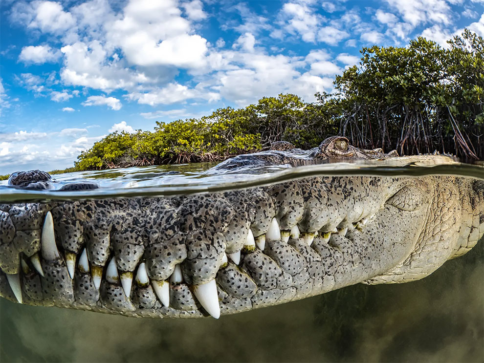 Spectacular Winning Images of The 2022  Mangrove Photography Awards:
petapixel.com/2022/11/03/clo…

#mangrovephotographyawards 
#TanyaHoupperman  #crocodile