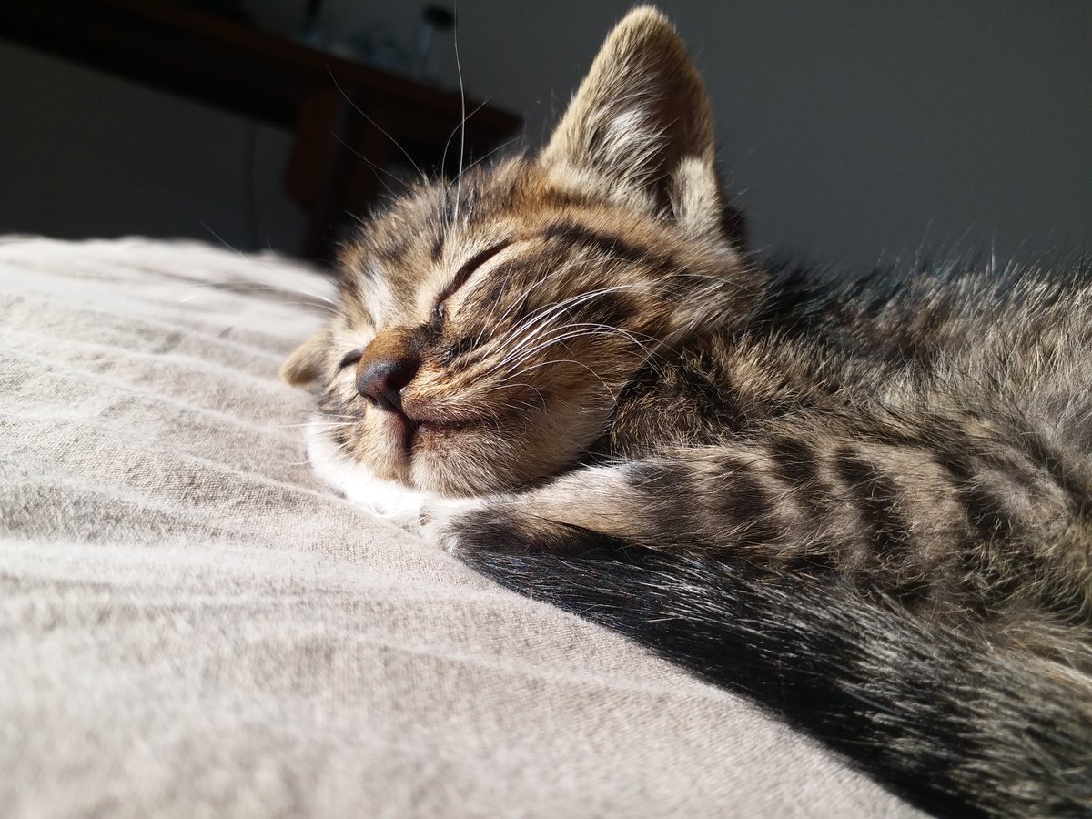 MiaoWuDog's tweet photo. 在外面看到了一只超小的猫猫，一直对着我喵喵叫，感觉可能是太冷了，于是我就给带回家了_(:з」∠)_ https://t.co/9HBrU2hECT