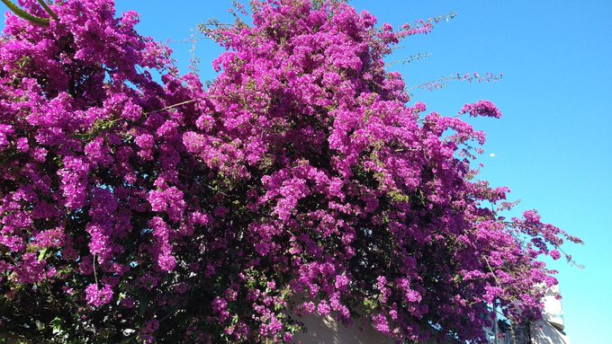 Hoy saque esta fotito y atras esta la luna chiquita 💜 https://t.co/GySg5pvRHz<a href="/tag/hunterxhunter"class="tags"><span>#hunterxhunter</span></a>