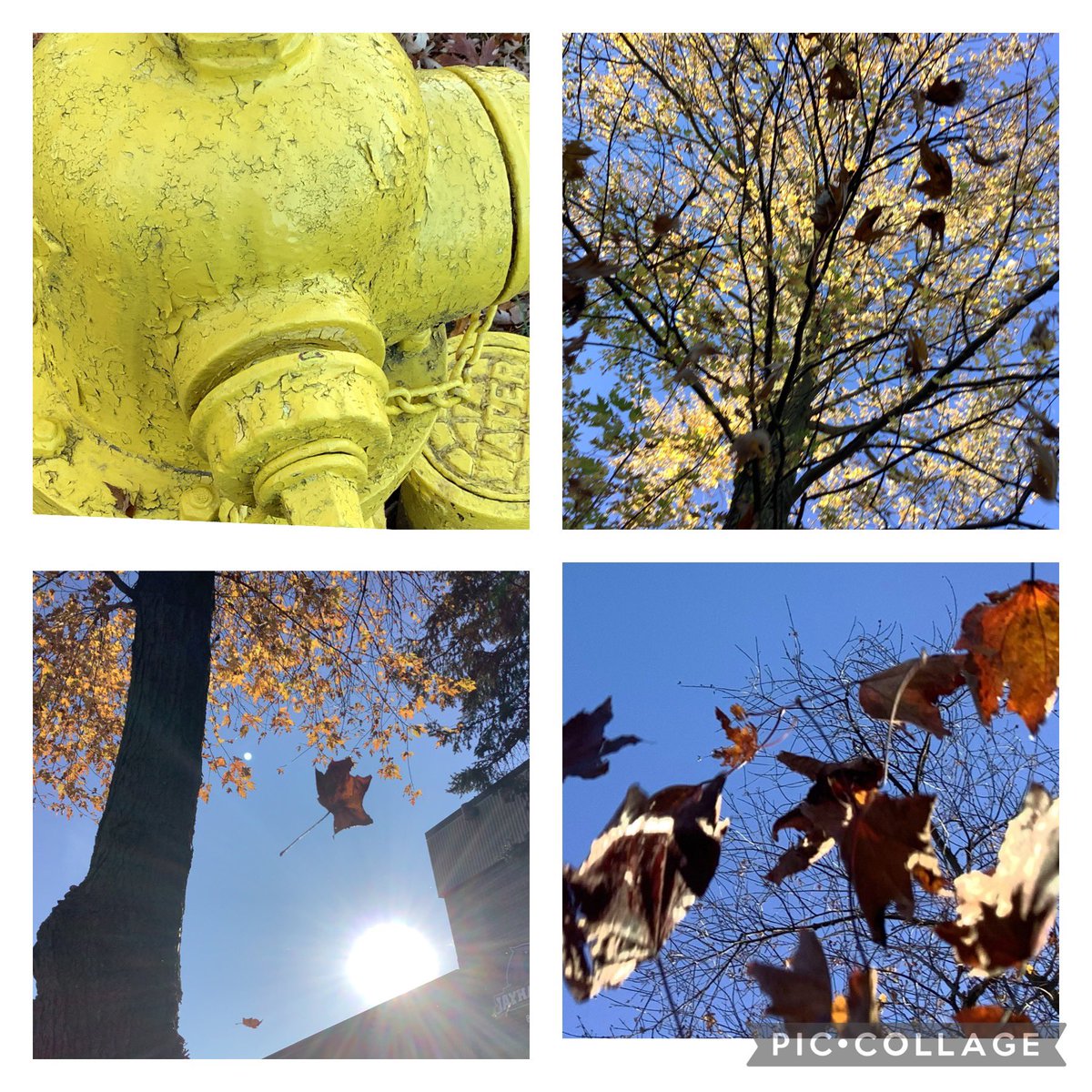 Kris_Conway135's tweet photo. Today we started our photography unit in Digital Literacy. 6th grade @JerlingJayhawks focused on angles, light, &amp; textures, &amp; these are just a few of the incredible photos captured! I am beyond impressed with their skills and it was only the first day!❤️💛 #bethereason135 https://t.co/VyYEovUE7g
