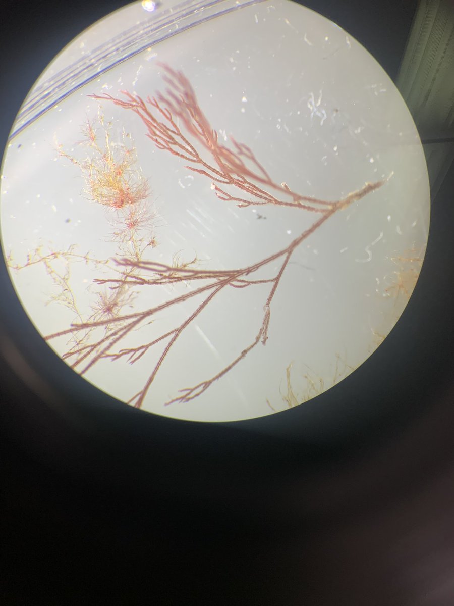 Emma_Cross1's tweet photo. @SeanPGrace @Werth_Center Thank you everyone for your help! I isolated some from the Gracilaria and it looks like it is Polysiphonia. https://t.co/avd10cp2Je