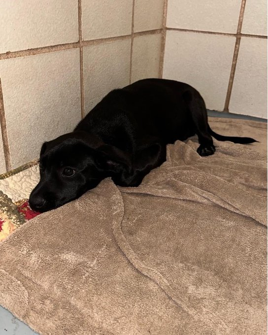 psychicwhisper3's tweet photo. 💙🐾BATMAN🐾💙#A350164 
🦴3 Months Old Lab/Retriever Mix🥰
 🐾Front Limb Injury/Wont Raise Neck 
  Upwards
 🏥He's In Pain😢Needs #MedRESQ ASAP‼️
 🆘☠️Date 11/8/22 They Will Kill Him☠️
  Please #Pledge4RESQ #RT #FOSTER🙏
  Get Him To A #SafePlace #SaveBATMAN
 💙🐾💙🦴🇺🇸🆘INFO⬇️ https://t.co/EnRAMOGmpG