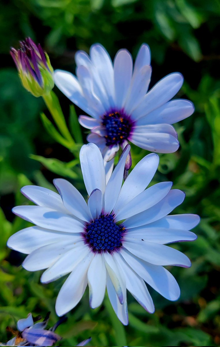 CandaceSotela's tweet photo. 💙💙 #flowers #garden #flowerhunting https://t.co/qsam48nzzy