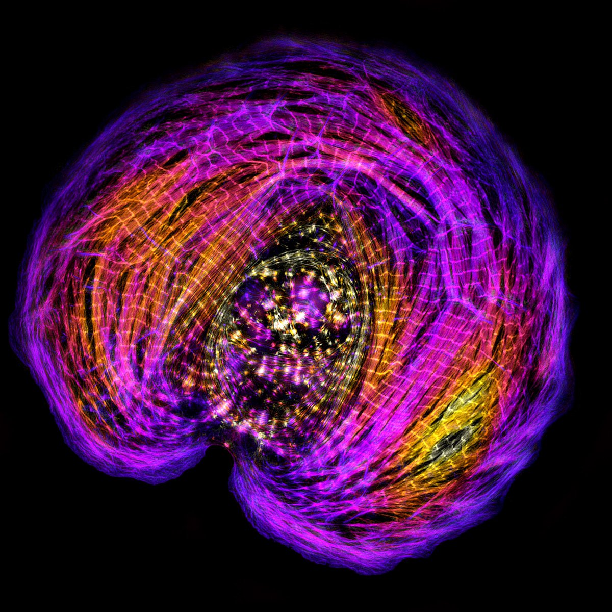 A heart muscle cell photographed through a microscope by <a href="/Neininger_AC/">Abigail Neininger-Castro, PhD</a>. #CellBiology