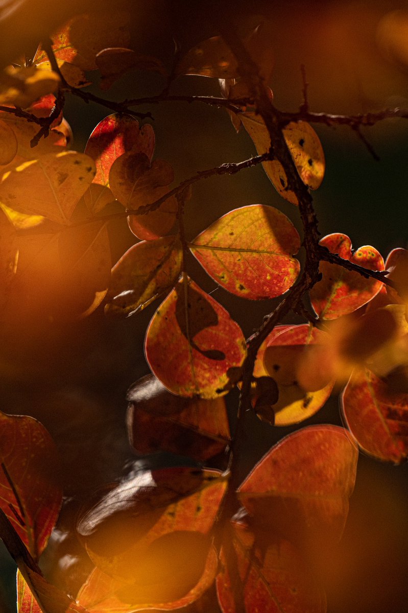 jeffdmontgomery's tweet photo. “Light illuminates and shadows define. “ @ricksammon #fallatHarding #fallcolors #photography https://t.co/AUU5X8It4T