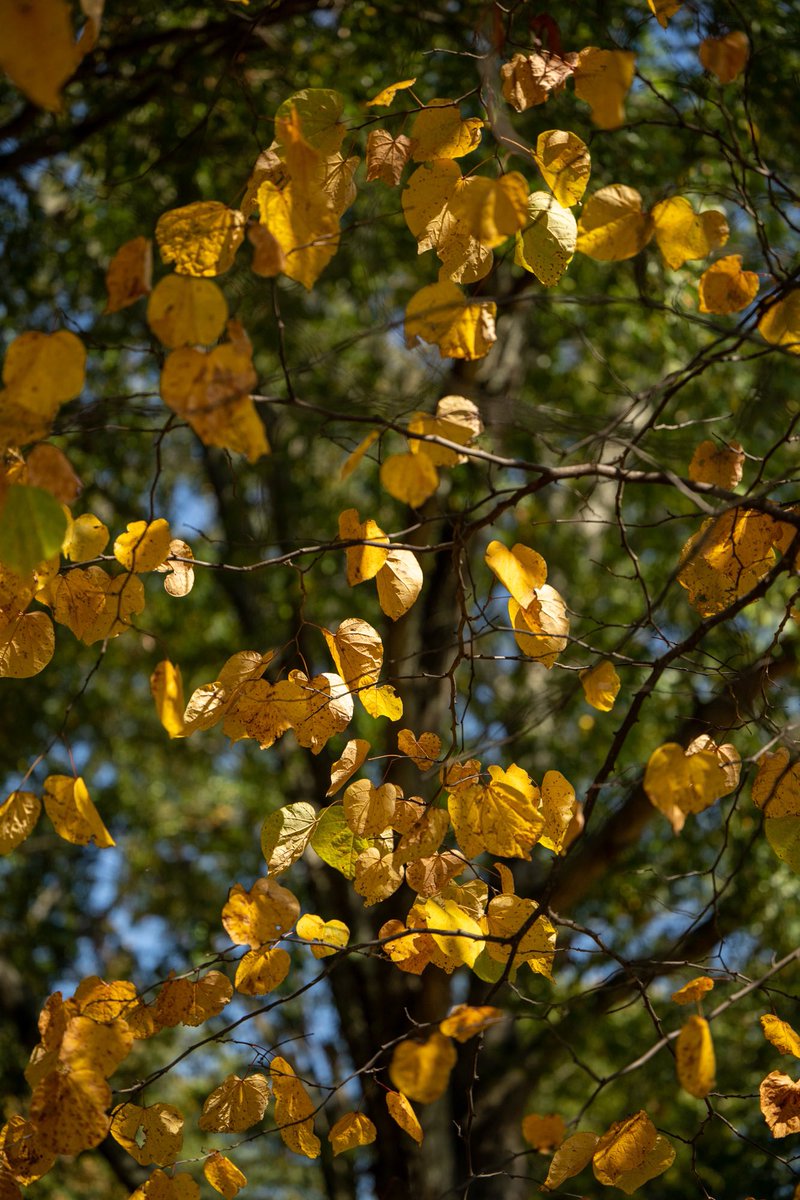 jeffdmontgomery's tweet photo. “Light illuminates and shadows define. “ @ricksammon #fallatHarding #fallcolors #photography https://t.co/AUU5X8It4T