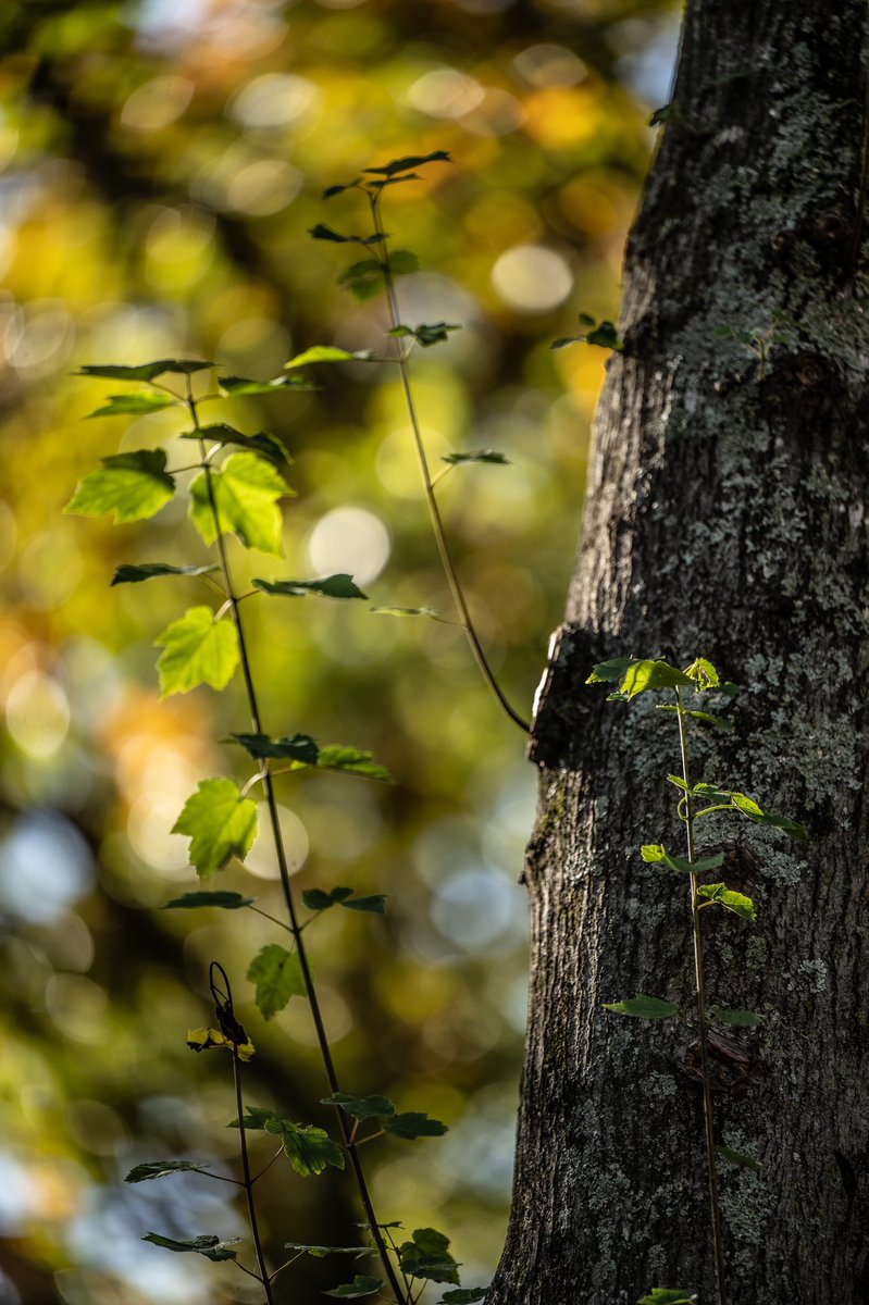 jeffdmontgomery's tweet photo. “Light illuminates and shadows define. “ @ricksammon #fallatHarding #fallcolors #photography https://t.co/AUU5X8It4T
