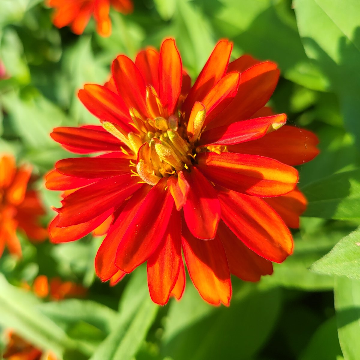 hami NFT tweet media