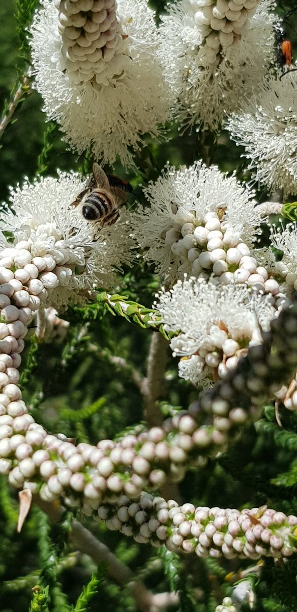 Diongroove's tweet photo. #flowerbuzz🌼🐝⚡ https://t.co/NKt97TiH9i