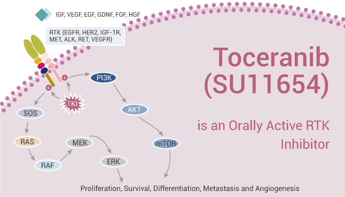 MedChemExpress's tweet photo. #Toceranib (#SU11654) is an orally active #RTK#inhibitor, and it potently inhibits #PDGFR, #VEGFR, and Kit with Kis of 5 and 6 nM for #PDGFRβ and Flk-1/KDR, respectively. #antitumor, #antiangiogenic, canine mast cell tumors. #drugdiscovery. https://t.co/TOCWOckMQe https://t.co/zB0TzzrQ0m