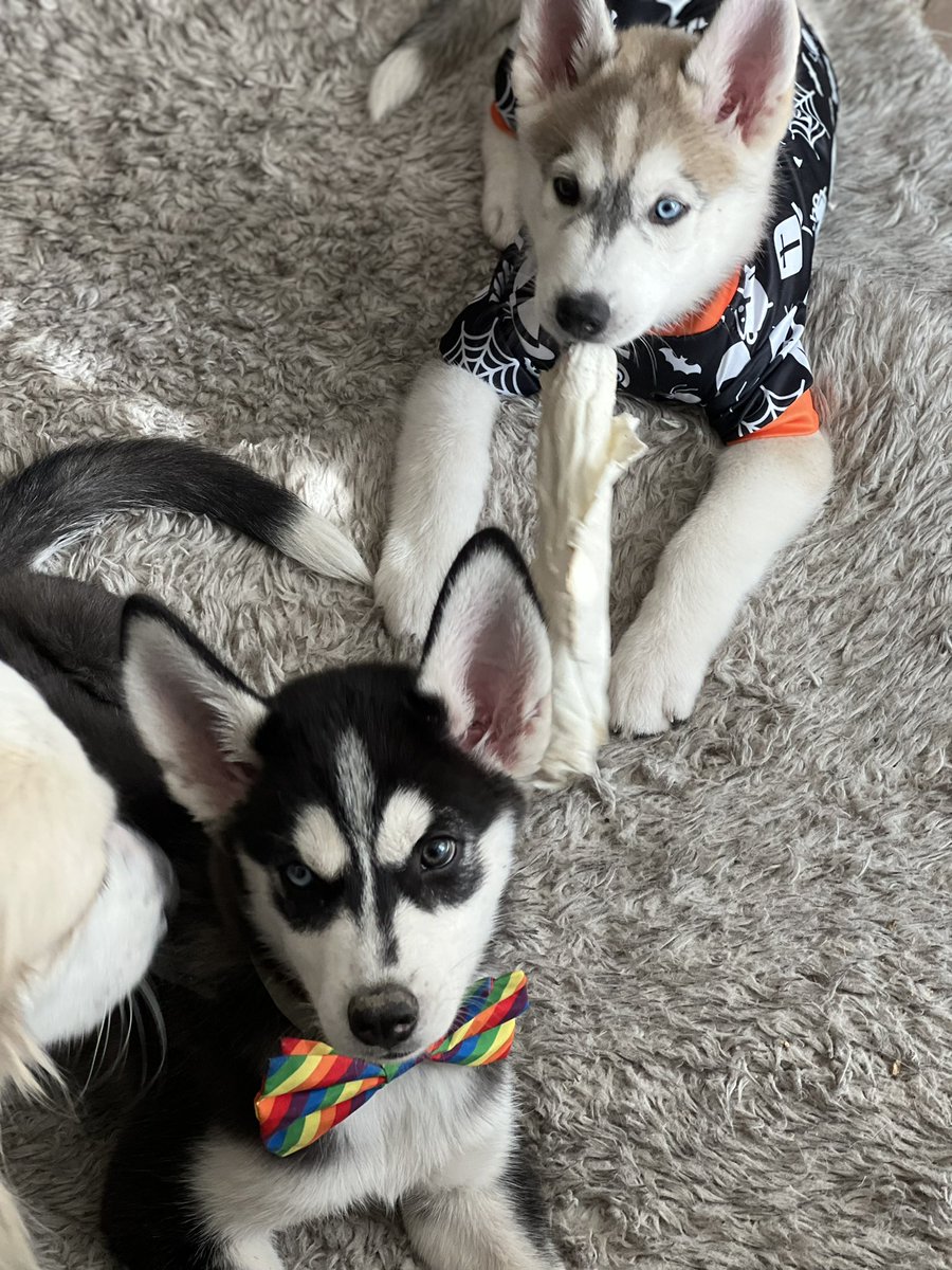 dickasaurusnft.eth (@dickasaurusnft) on Twitter photo 