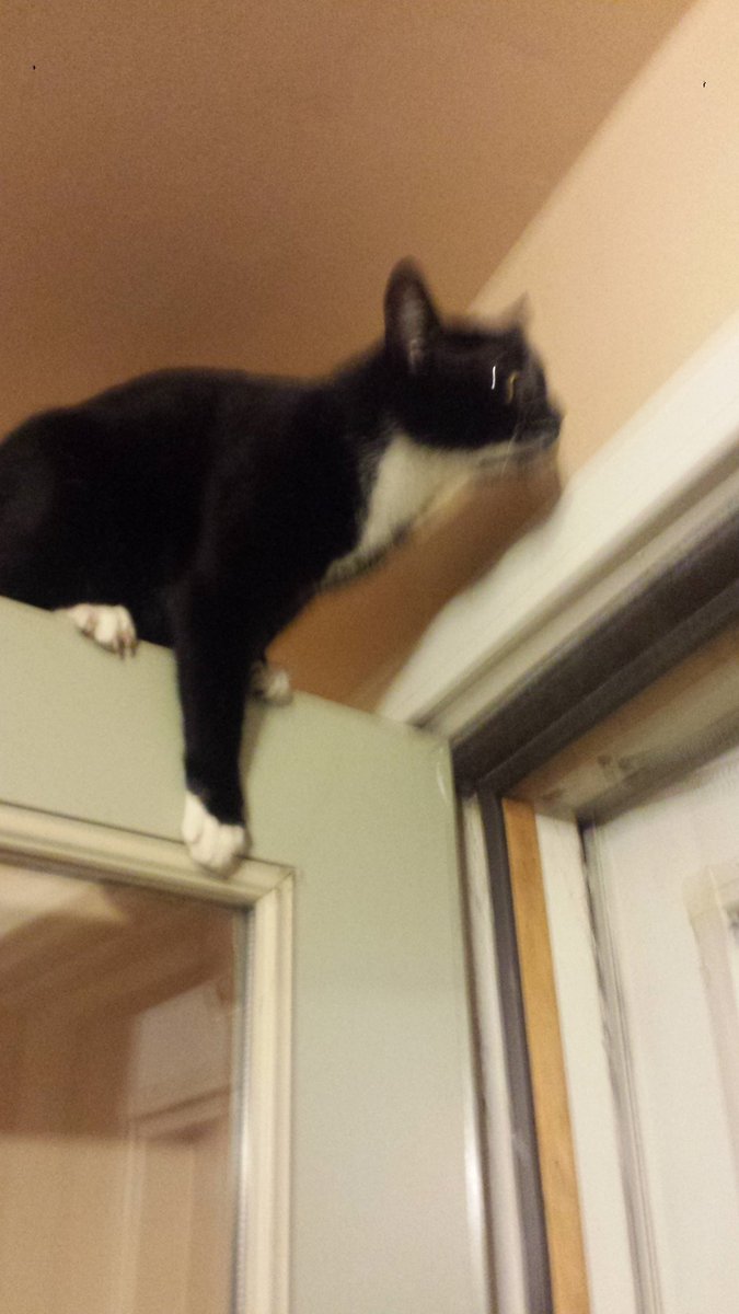 SWSideCats's tweet photo. Pepper crossed the rainbow 🌈 bridge today. We are so sad. She will be missed. https://t.co/ptDyomTyGq