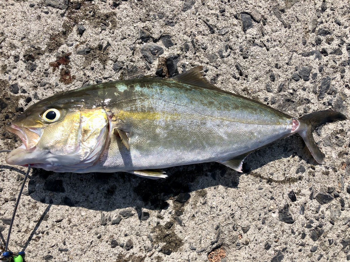 居るなら居るって言ってくれよおおおおお
心配したんだぞ🥺

#ネリゴ
#ネリゴ好き好き協会