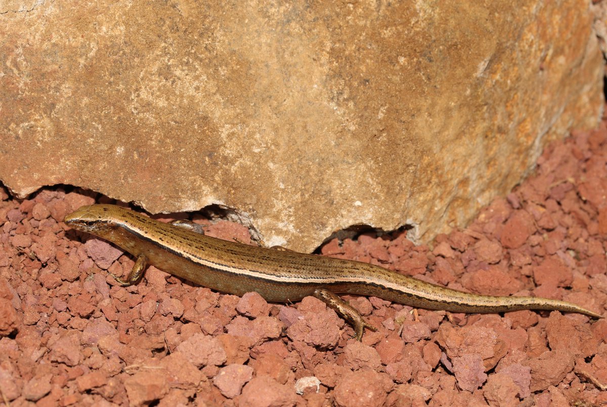 Dane Trembath tweet media