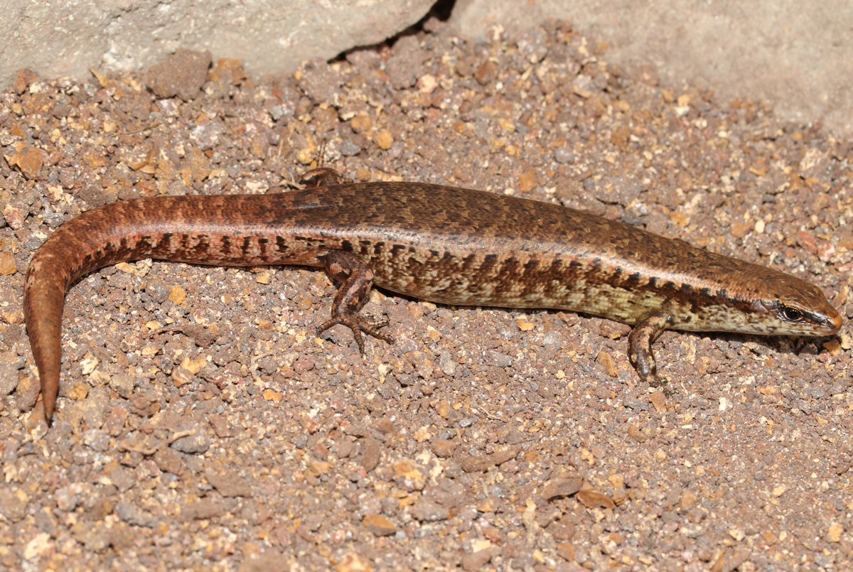 Dane Trembath tweet media