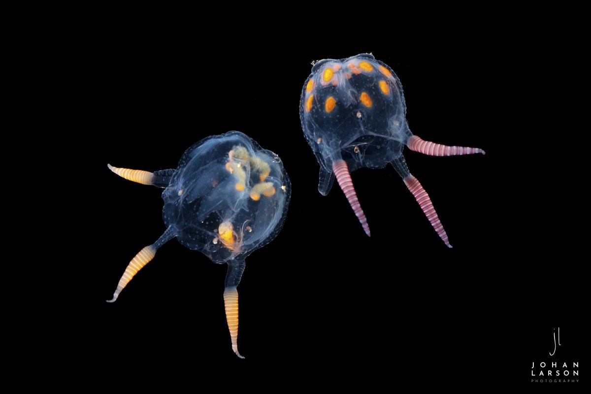 johanLphoto's tweet photo. I'm a day late but...Happy world #Jellyfish Day!!

This image of an interesting jellyfish named Copula sivickisi. It's a species of box jellyfish that is a bit unusual in that they have a mating ritual and internal fertilisation. https://t.co/vBHyMKVRoN
