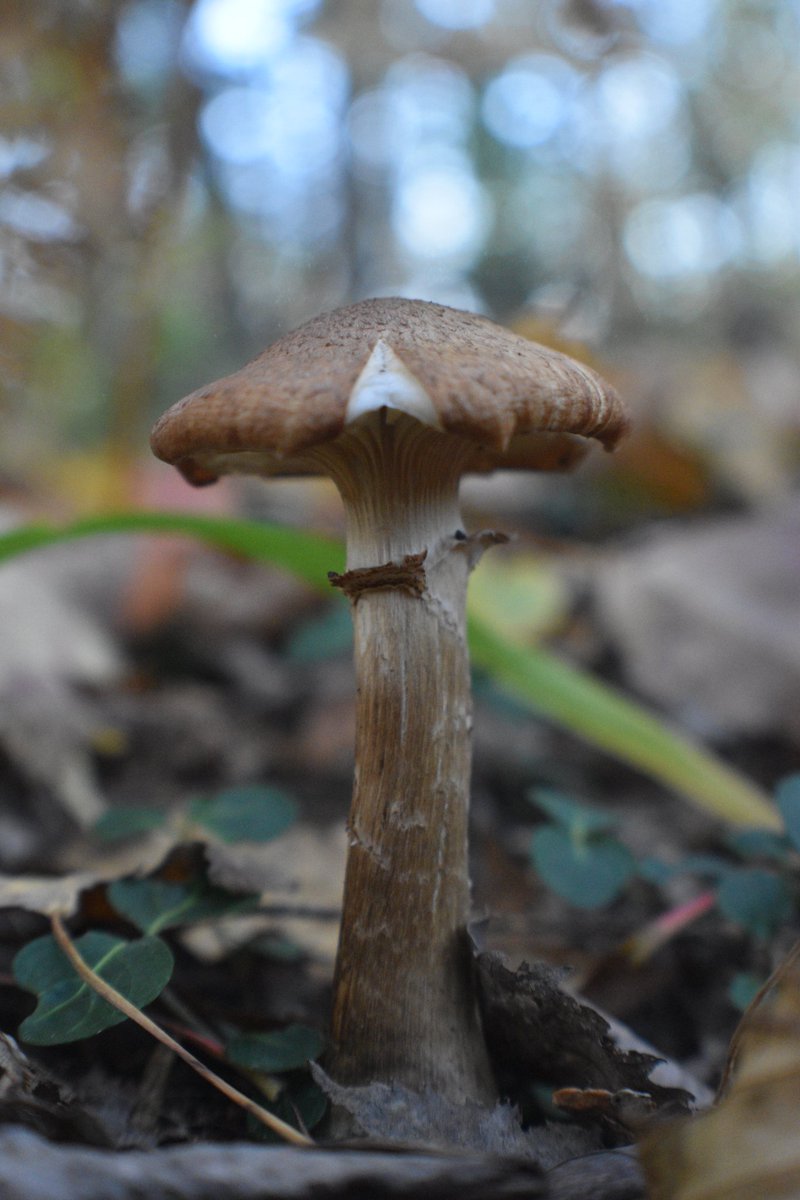 GreatLakesFungi's tweet photo. probably cortinarius pholideus? #FungiFriday
#fungi #mushrooms #mycology #mushroomtwitter #nature #naturelovers #NaturePhotography #TwitterNatureCommunity #forest #hiking #michigan #UpperPeninsula #fallg https://t.co/B1AdksWbff