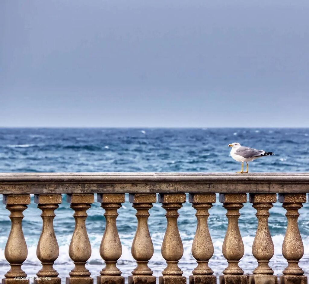 La terrazza è per tutti.

 #igerslivorno #igerstoscana #igersitalia 
#thetuscantimes #Italy #tuscany #livorno #toscana #italia #leghorn #shareyourtuscany #tuscanygram #igers #italiaovunquebella #italiainunoscatto #adnkronos instagr.am/p/Ckhz_cZM39E/