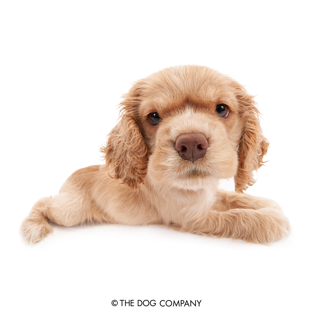 thedog_en's tweet photo. The weather's so nice and cooling..I could just relax here all day!

#americancockerspaniel #cocker #cockerspaniel #instacocker #americancocker #dog #dogstagram #dogsofinstagram #puppy #pet #instadog #doglover #thedog #thedogandfriends https://t.co/yPSP13BD51