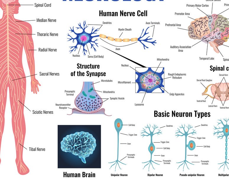 Neurology is a medical specialty concerned with the nervous system and its functional or organic disorders. Neurologists diagnose and treat diseases and disorders of the brain, spinal cord, and nerves.