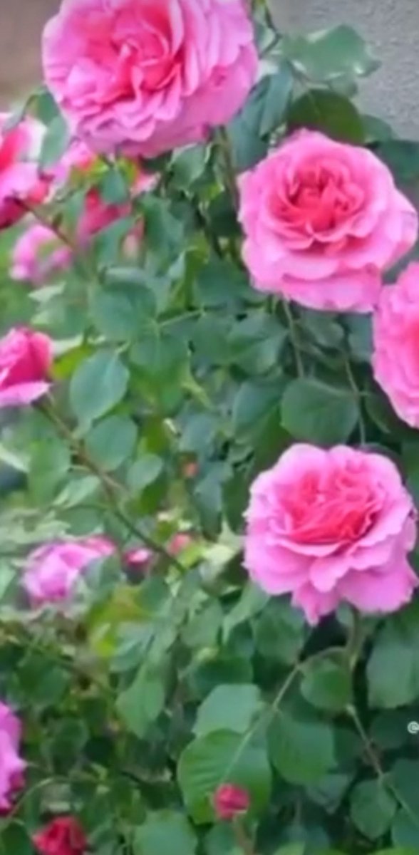 Cumanız mübarek olsun hayırlı cumalar dilerim