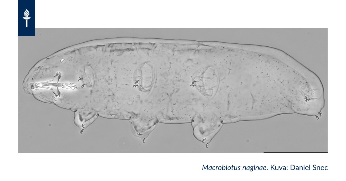 Faculty of Mathematics and Science (@jyuscience) on Twitter photo Tardigrades are tiny animals famous for being among the toughest organisms on the planet. Researchers of <a href="/uniofjyvaskyla/">University of Jyväskylä</a> have described a new species and reported a new incredible survival skill in another one of these mighty creatures: r.jyu.fi/EHp
#JYUnique #science Tardigrades are tiny animals famous for being among the toughest organisms on the planet. Researchers of <a href="/uniofjyvaskyla/">University of Jyväskylä</a> have described a new species and reported a new incredible survival skill in another one of these mighty creatures: r.jyu.fi/EHp
#JYUnique #science