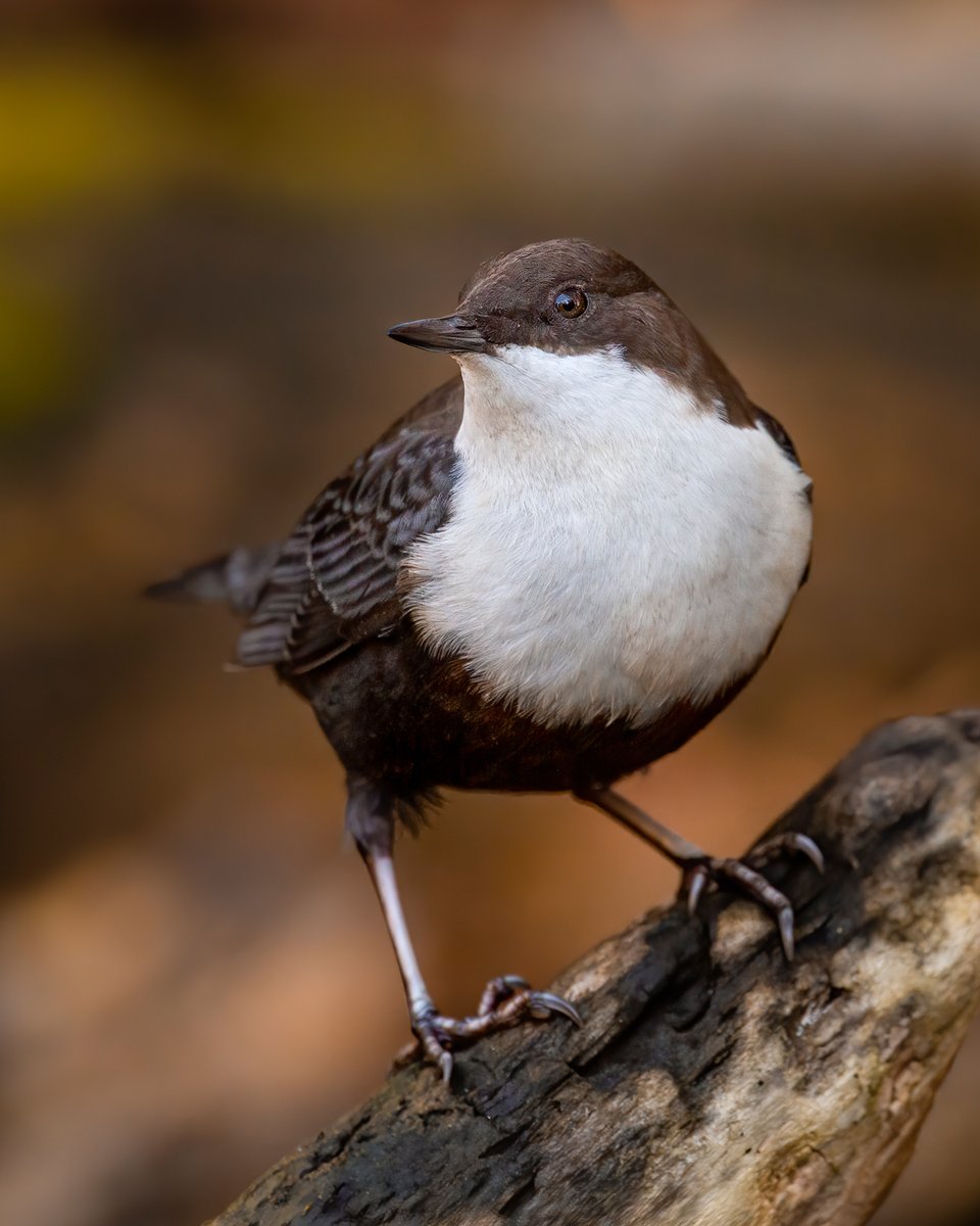 marianhamster's tweet photo. White-throated dipper decided to rest for a while right in front of me.
#birdphotography #TwitterNatureCommunity  #wildlifephotography #birds https://t.co/mNV1CZTtEc