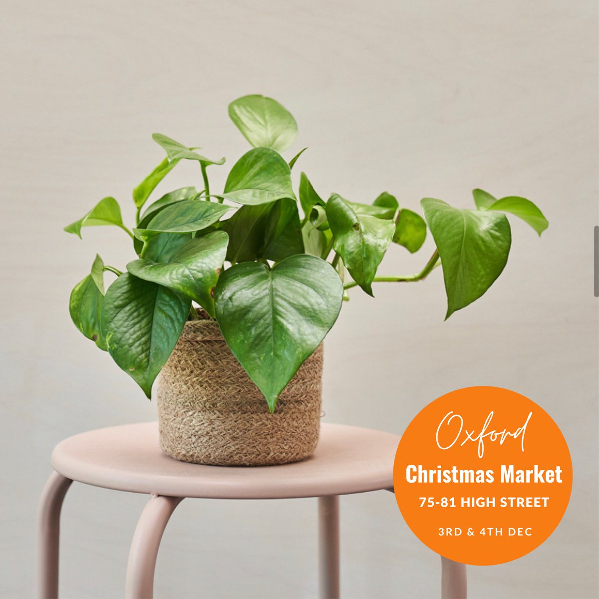 Plants 🪴 from Green Wild Plants