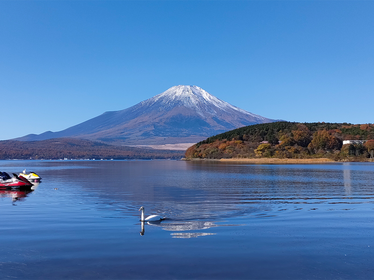 tom_guch's tweet photo. 白鳥の湖です。 https://t.co/toiM0YX28c