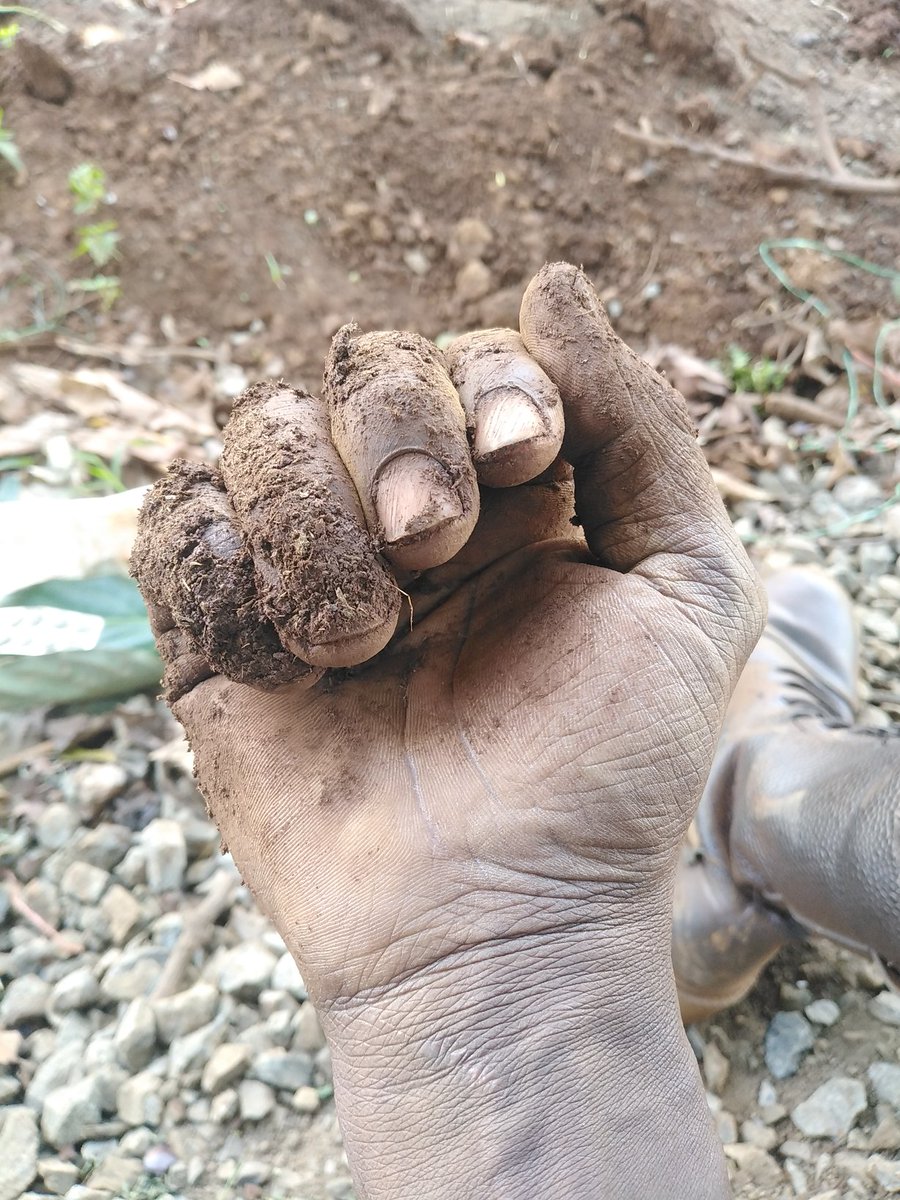 Moneycure and a Gideon boot