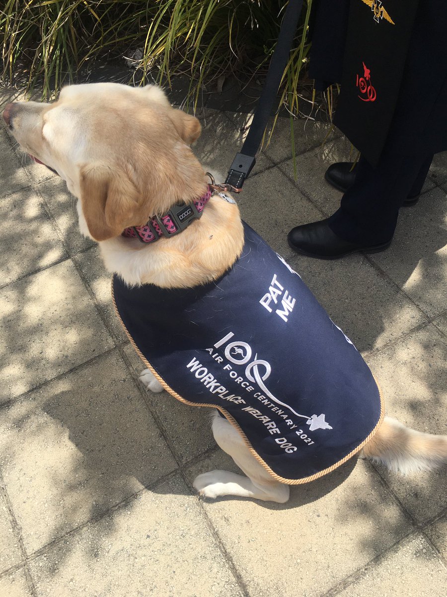 I loved meeting Sidney the <a href="/AusAirForce/">Royal Australian Air Force</a> workplace welfare dog at RAAF Base Pearce in WA today - perhaps we can have a retired Biosecurity dog come and support us in Canberra <a href="/DAFFgov/">Department of Agriculture, Fisheries and Forestry</a> 🦮