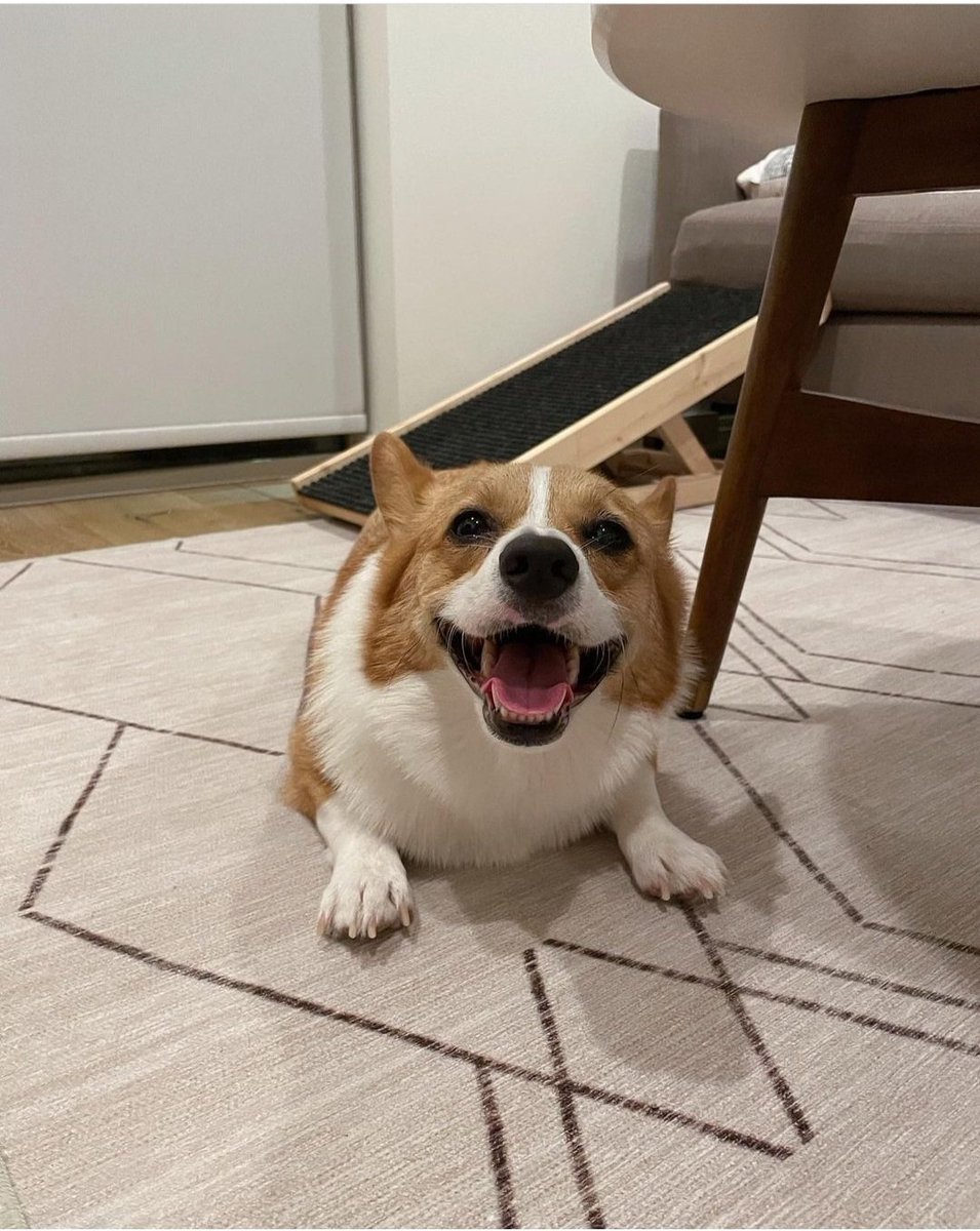corgiloverse's tweet photo. #corgi #corgilo #CorgiLover https://t.co/ziDdmnTmzS