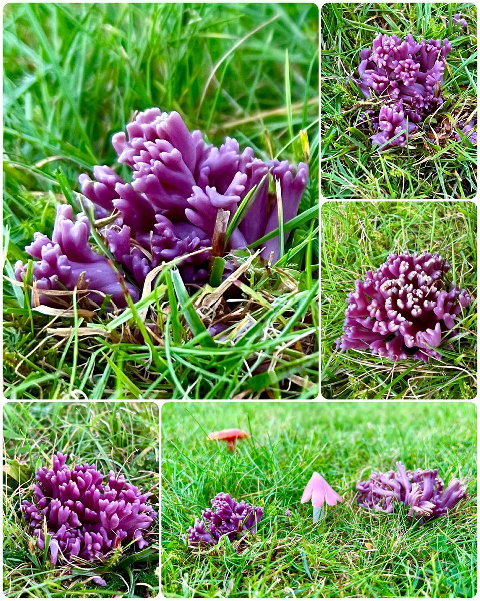 For #FungiFriday this week, a dream come true, the utterly stunning Violet Coral, Clavaria zollingeri! Perfectly purple, isn’t that colour just incredible!!!💜🪸 #fungi #AutumnWatch #mushrooms #TwitterNatureCommunity