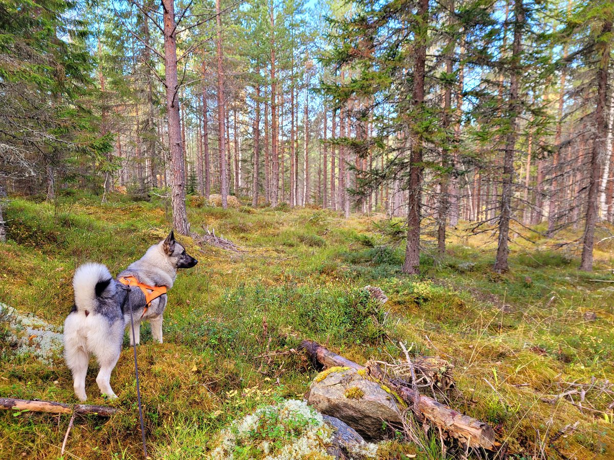 jonasvildmark's tweet photo. #ledhundsjakt #bandhund #bandhundsjakt #gråhundenanchi #gråhund #norskälghundgrå #eftersök #jonaslandolsi  #jonasvildmark #bushcraftcenter  #bushcraft #överlevnad #jägarexamen #homesteading #landsbygd #vildmark #vildmarkskunskap #viltförvaltning #hållbarjakt #kurs https://t.co/l4wSTC5zSp