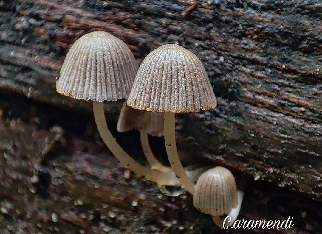Aramendi_'s tweet photo. Buenos días! 💥
Si pasas por Orbaneja del Castillo (Burgos) no dejes de fijarte en las escaleras de madera, allí podrás ver parte de la belleza del entorno como estos ejemplares de Coprinellus disseminatus. 
Nos 👀 este finde en Las Jornadas Micológicas de Las Navas del Marqués https://t.co/4bZ4sly1Ec