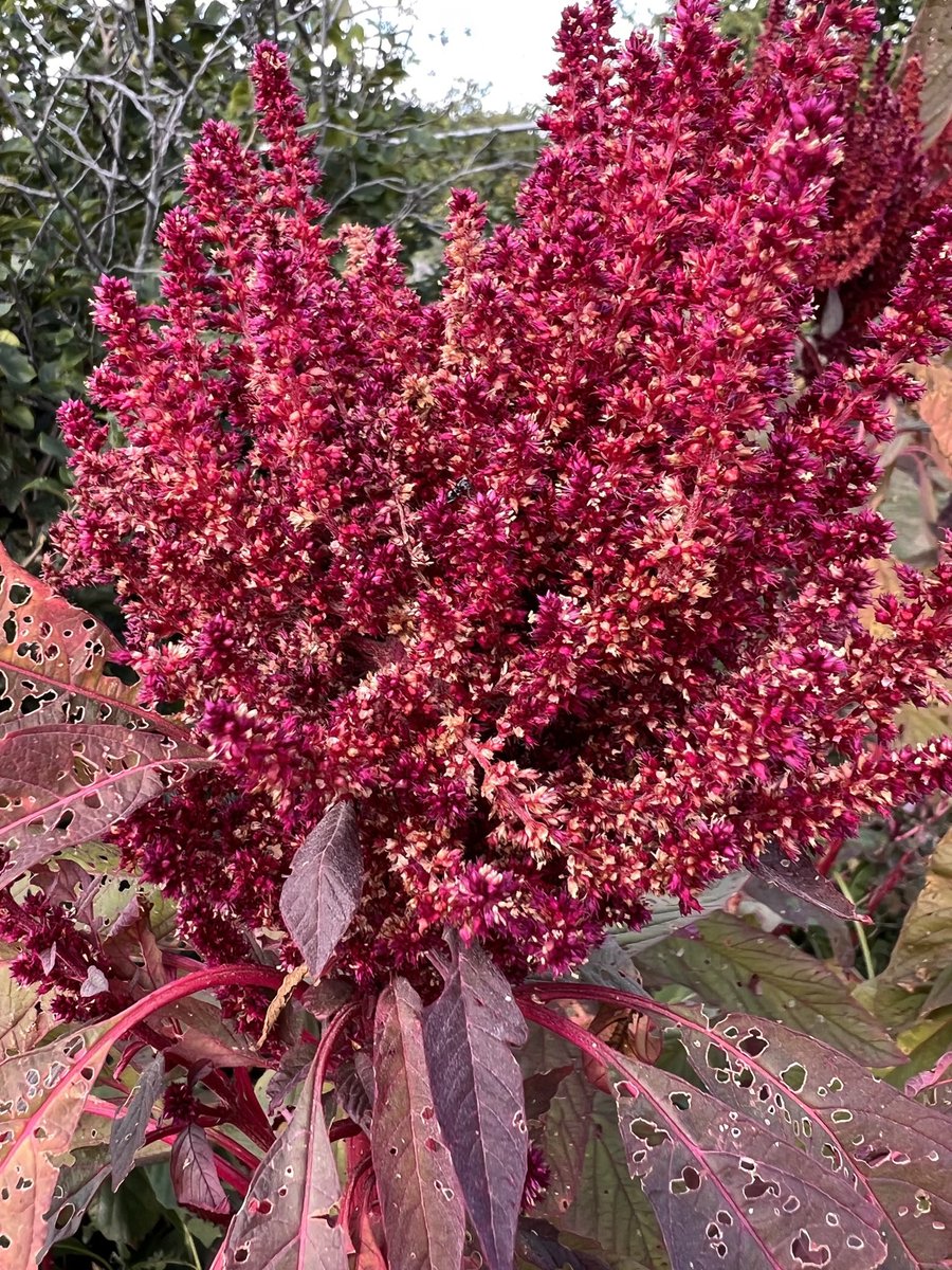 JenSumpter's tweet photo. Cox Arboretum 2022 https://t.co/7YvvK6F4gO