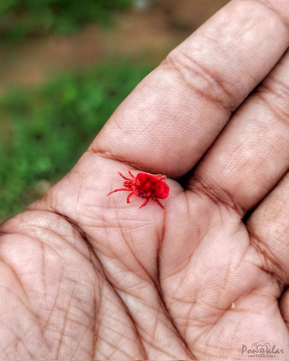 dr_malar's tweet photo. Trombidium grandissimum ❤️
It has been many years since I saw this red velvet mite ☹️ years back, used to roam around in large numbers during the monsoon season.
Happy to find one today 😍😍
@RedmiIndia 
@ThePhotoHour 
#redvelvetmite #trombidium 
#photography #ponmalarphotography https://t.co/IgMbBJ4n0E
