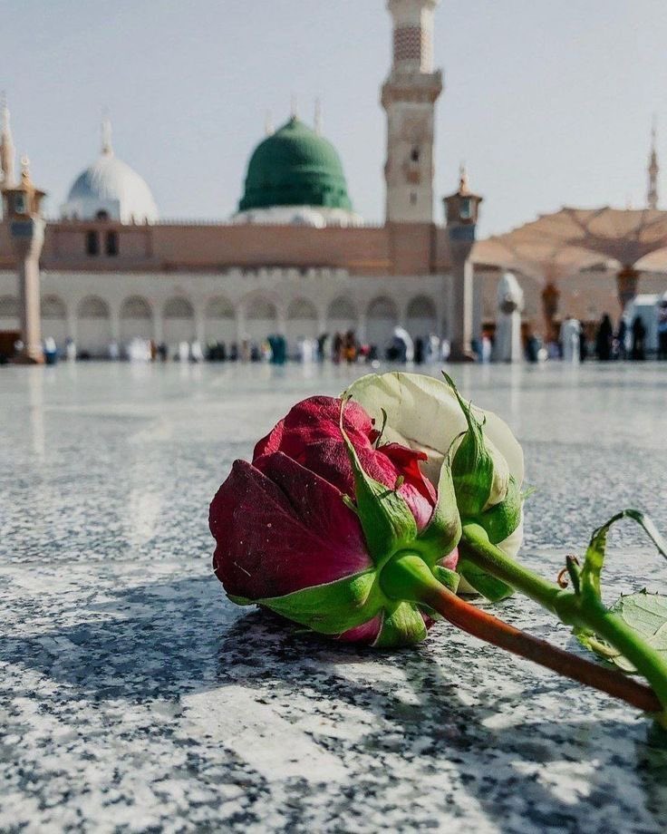 صباحي : يبـدَأ بحمْدَلله عـلىٌ كل شيُء باسمك يَ الله نبدا هذا اليوم.. فاعطنا خيره.. ۆ اكفنا شره

            ‌ صـباح الخير 🤍