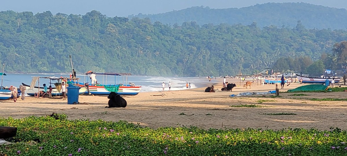 There is nothing so peaceful as early morning on the #beach with the cows in Goa!  #MorningBeautiful #Goa #India #IncredibleIndia #beachview #photography #Travel #traveltribe